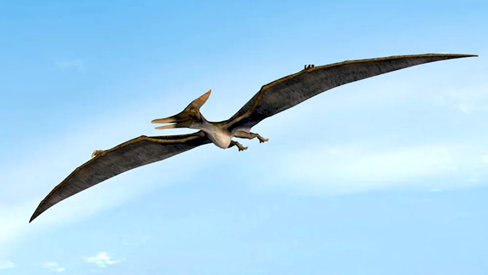 Pteranodon dinosaur