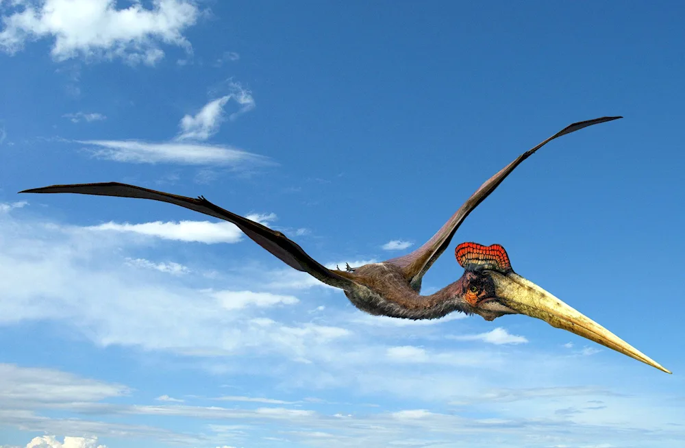 Pteranodon burianus