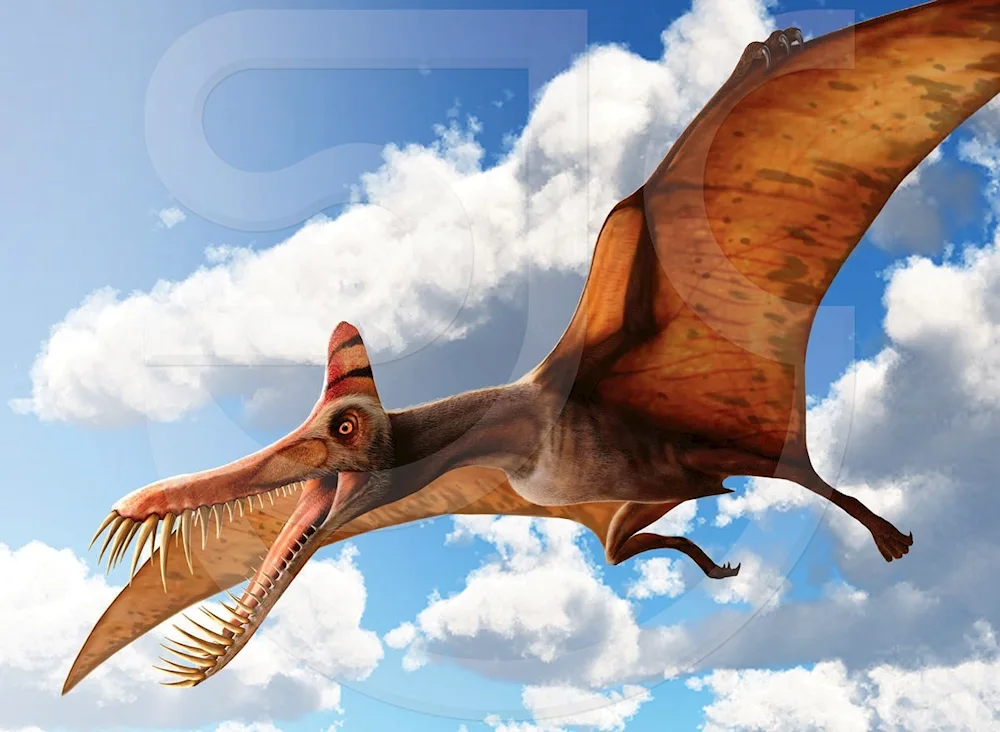 Pteranodon Jurassic Park