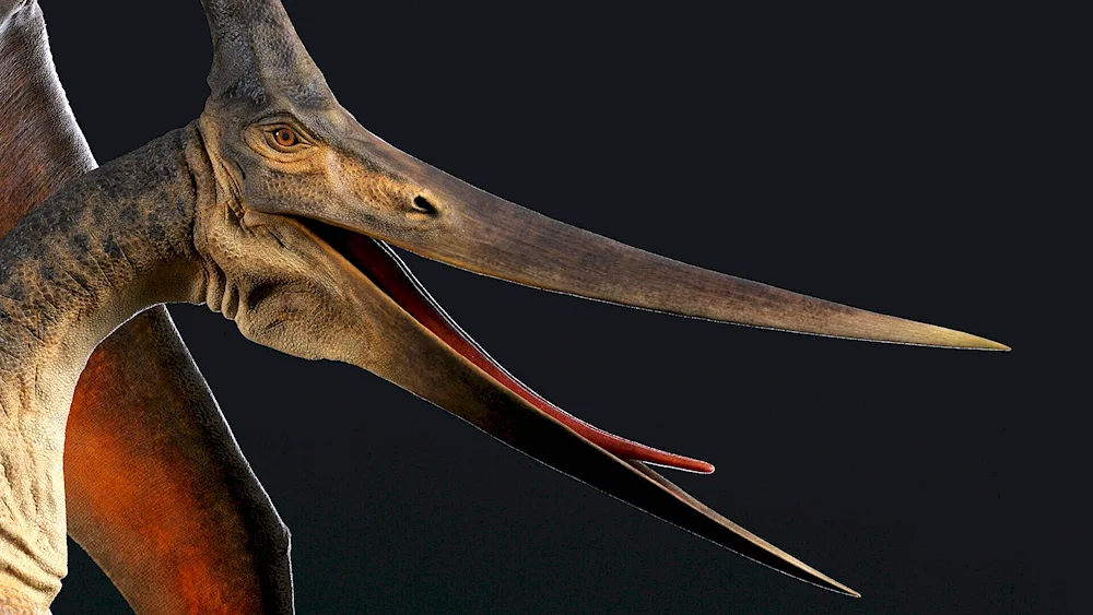 Pteranodon Pteranodon