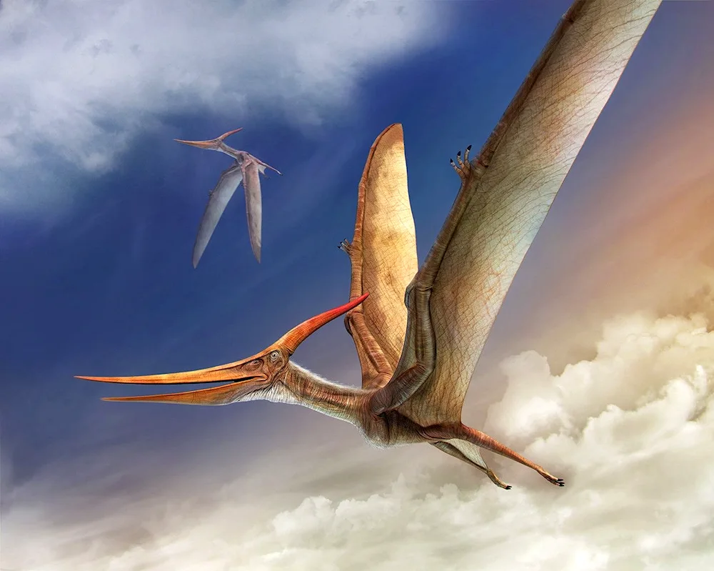 Pteranodon Burianus