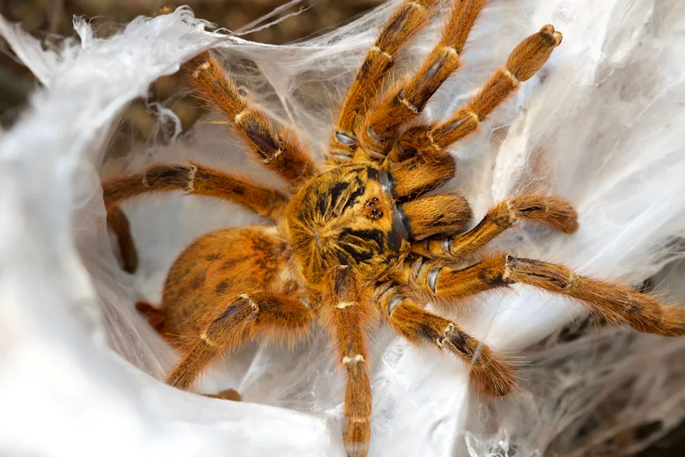 Pterinochilus murinus spider in the Moscow region