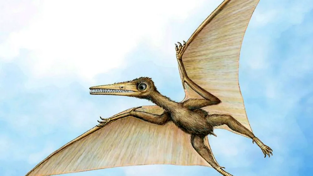 Pterodactylus