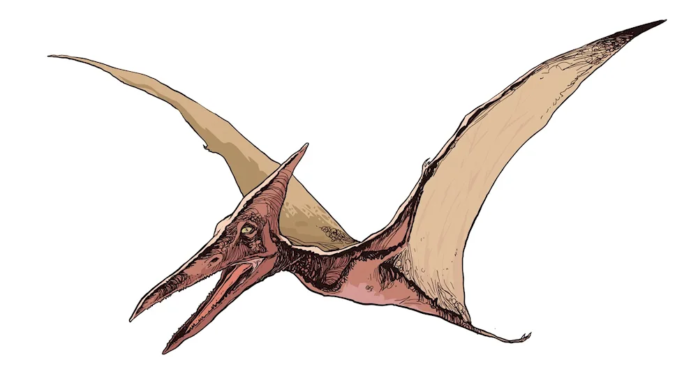 Dinosaur ARC pterodactyl