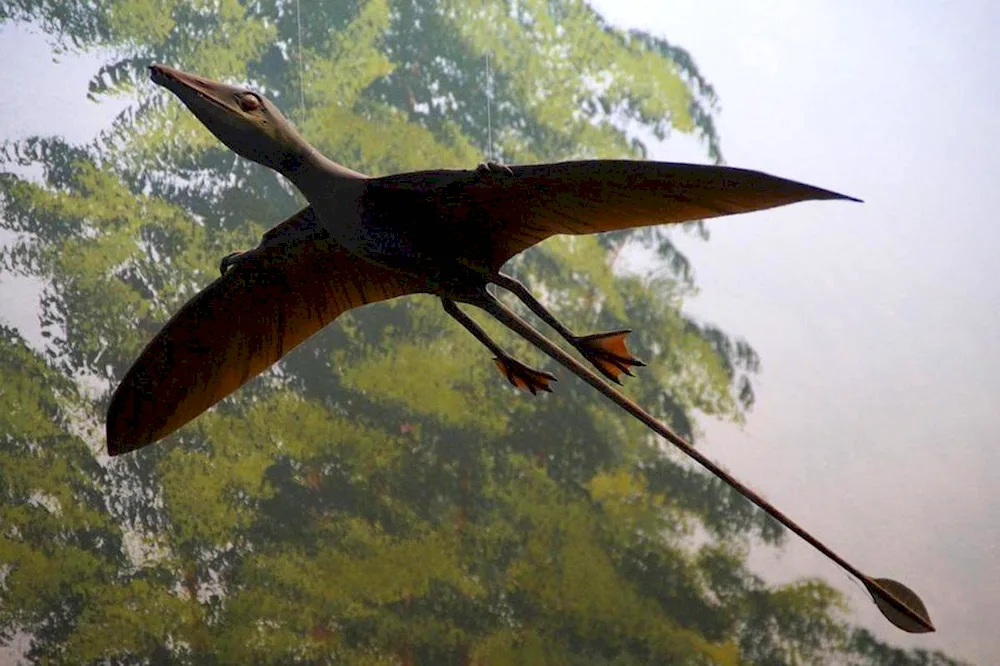 Pteranodon dinosaur