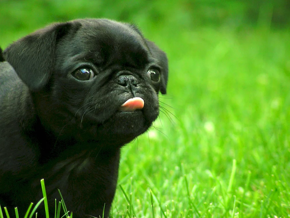 Pug dog breeds