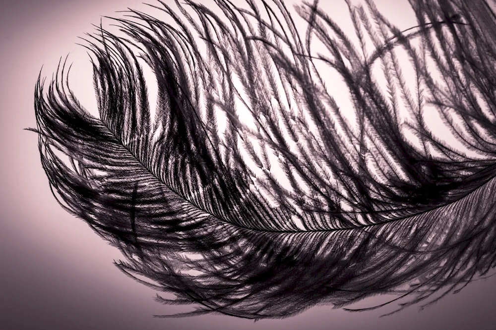 Bird feathers