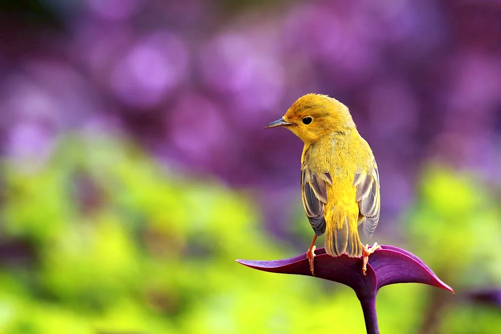 Olive oriole