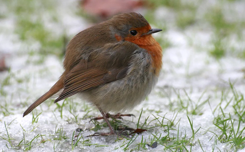 Engrey Birds in the Real Life Bird