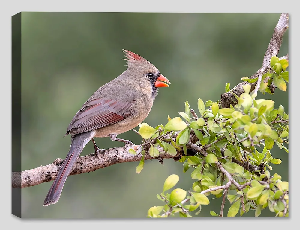 Cardinal Bird