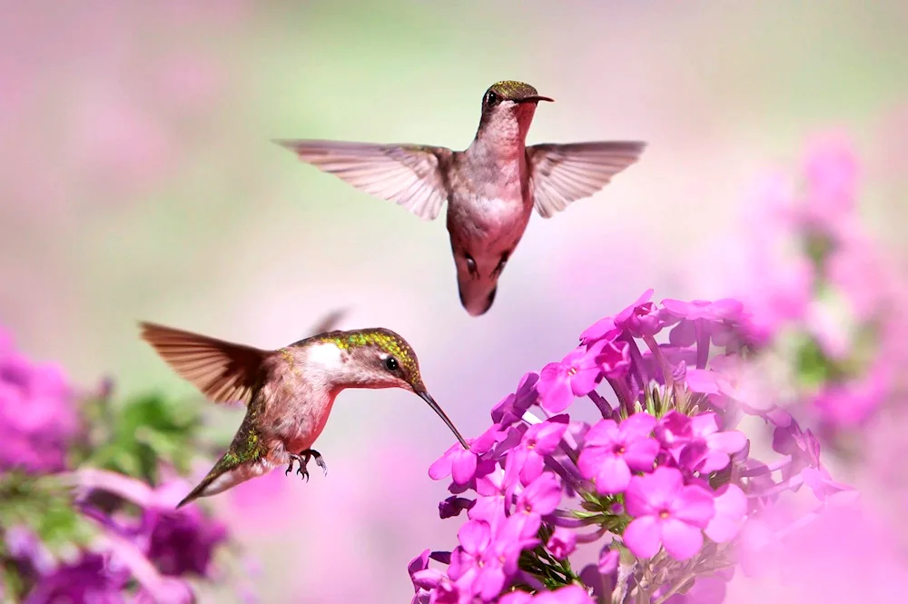 Birds Hummingbird