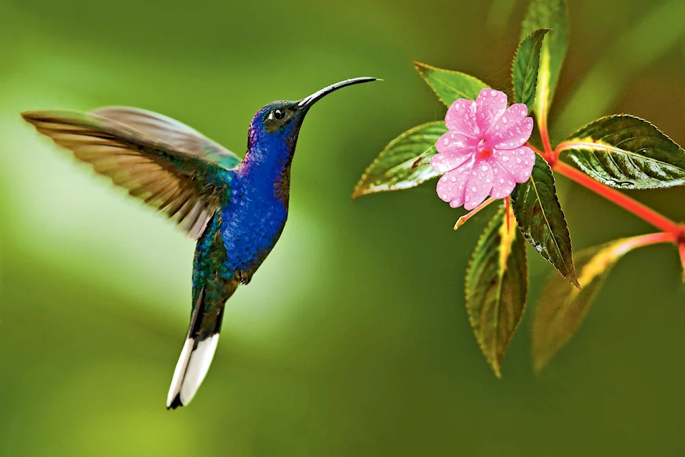 Firebird Hummingbirds