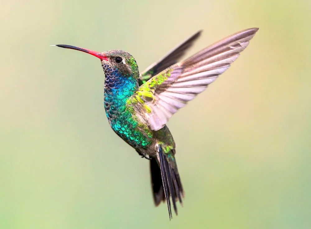 South American Hummingbird