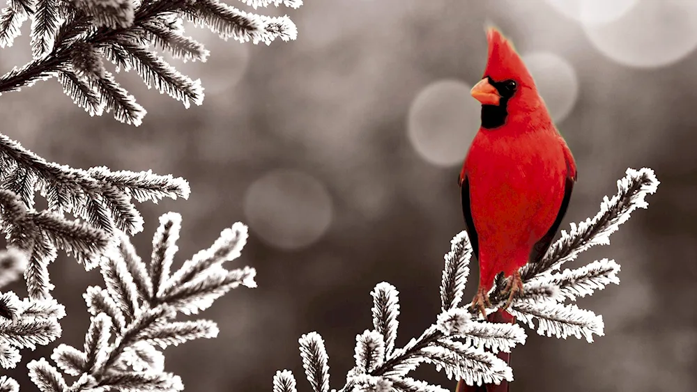 Birds