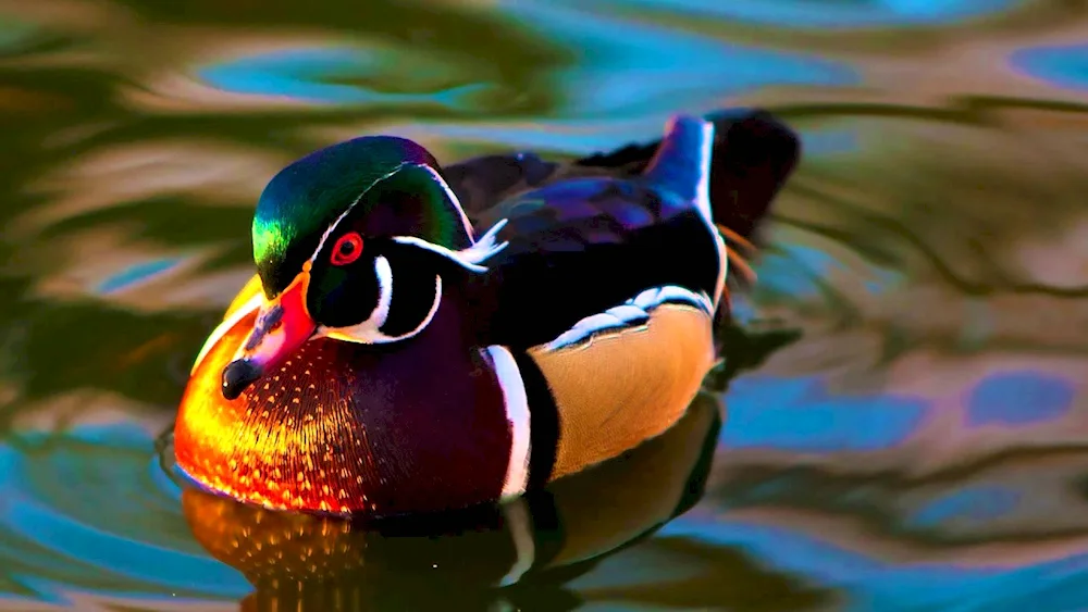 Wild mallard duck