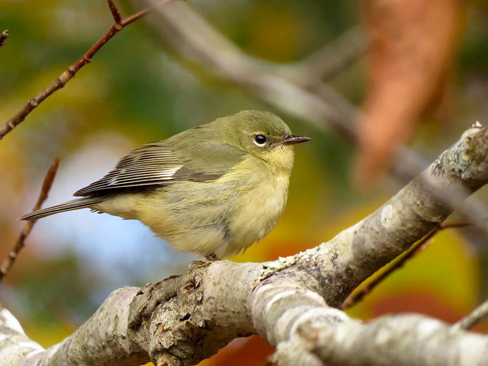 Bird on a branch