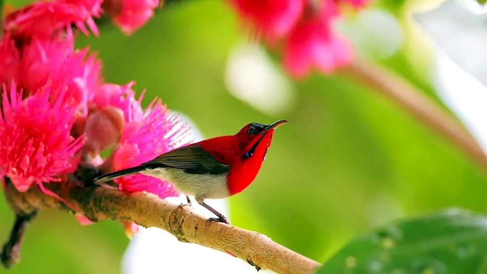 Birds on a green background