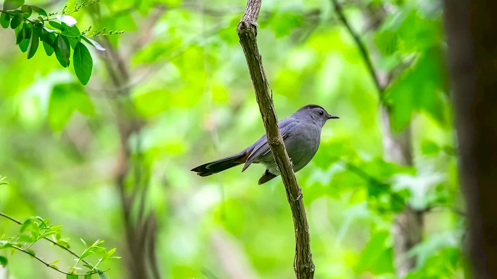 Mockingbird Thrush