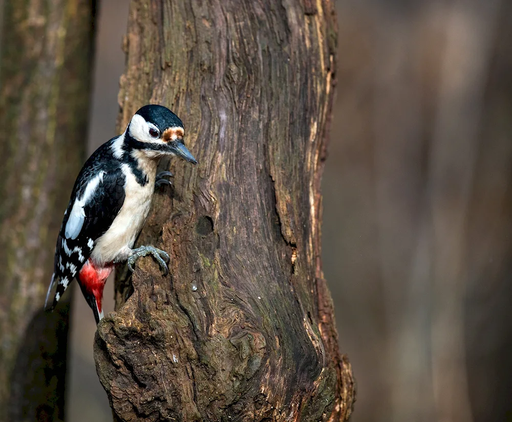 Bird. Woodpecker-like bird