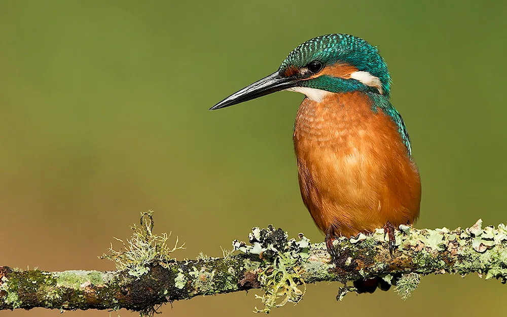 Colibri trochilidae