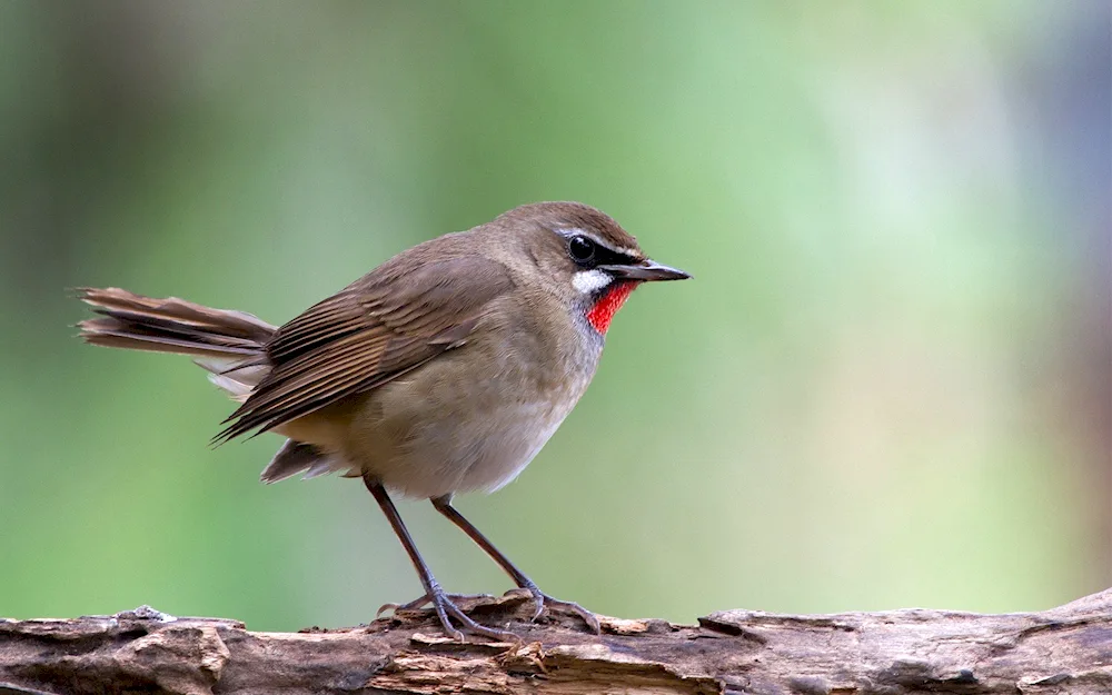 Mustached Tit