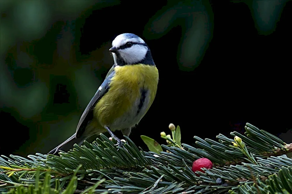 Green-backed tit