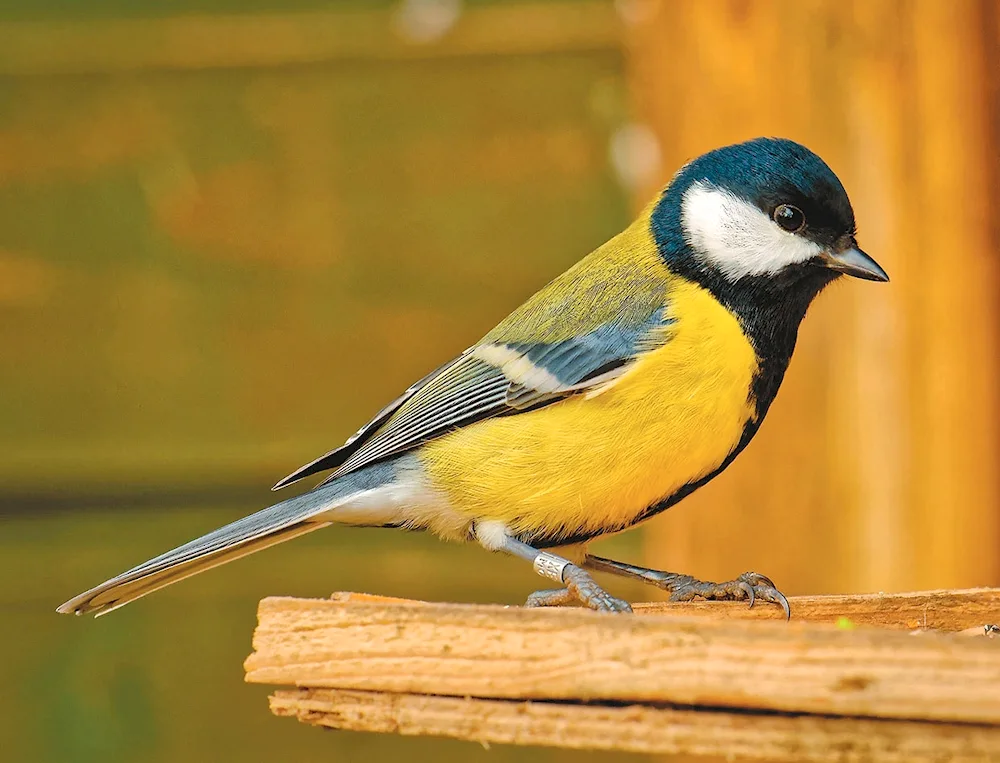 Blue lapwing