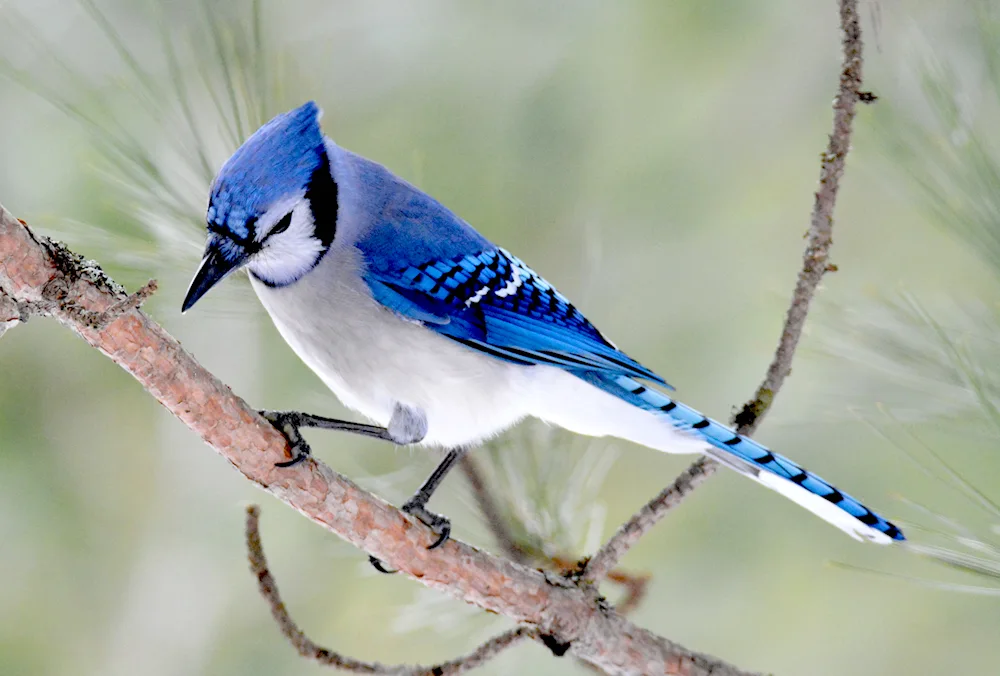 Blue bush jay