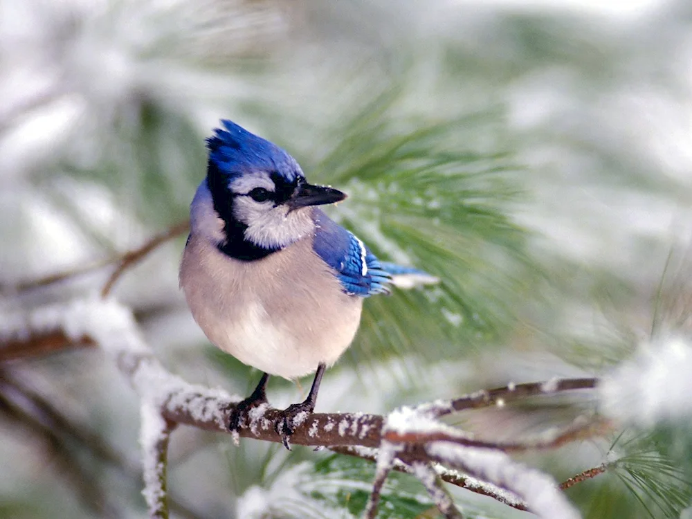 Birds with crests