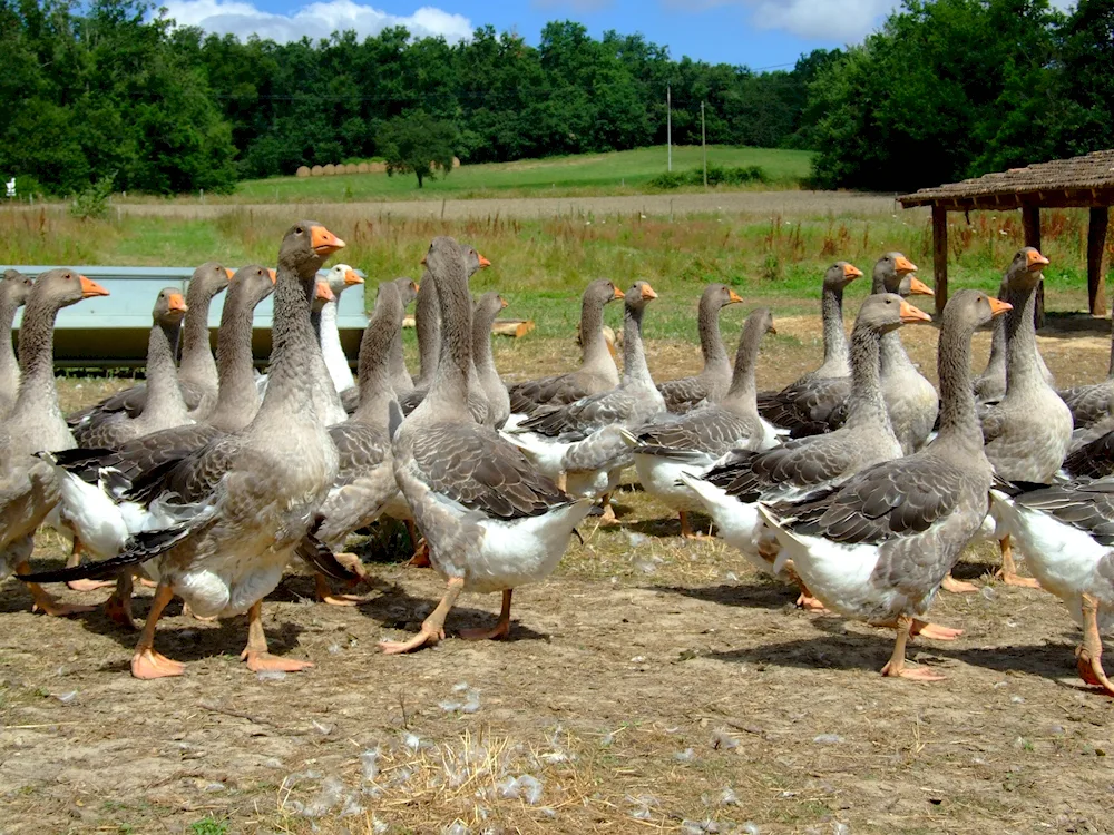 Poultry goose farm