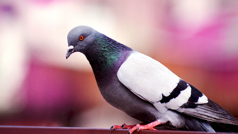 White pigeon