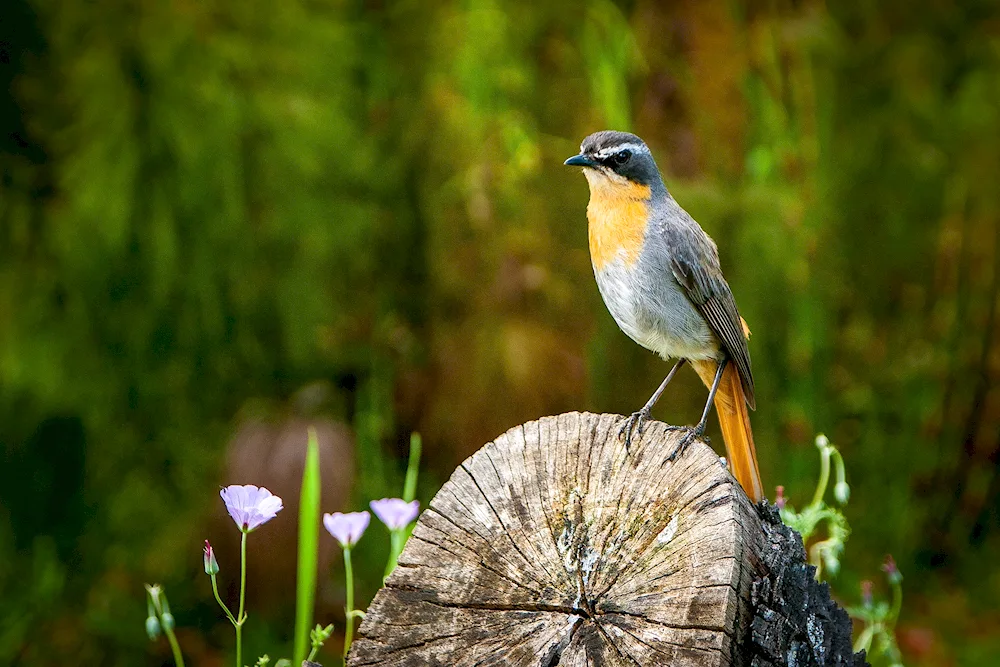 Birds in the forest