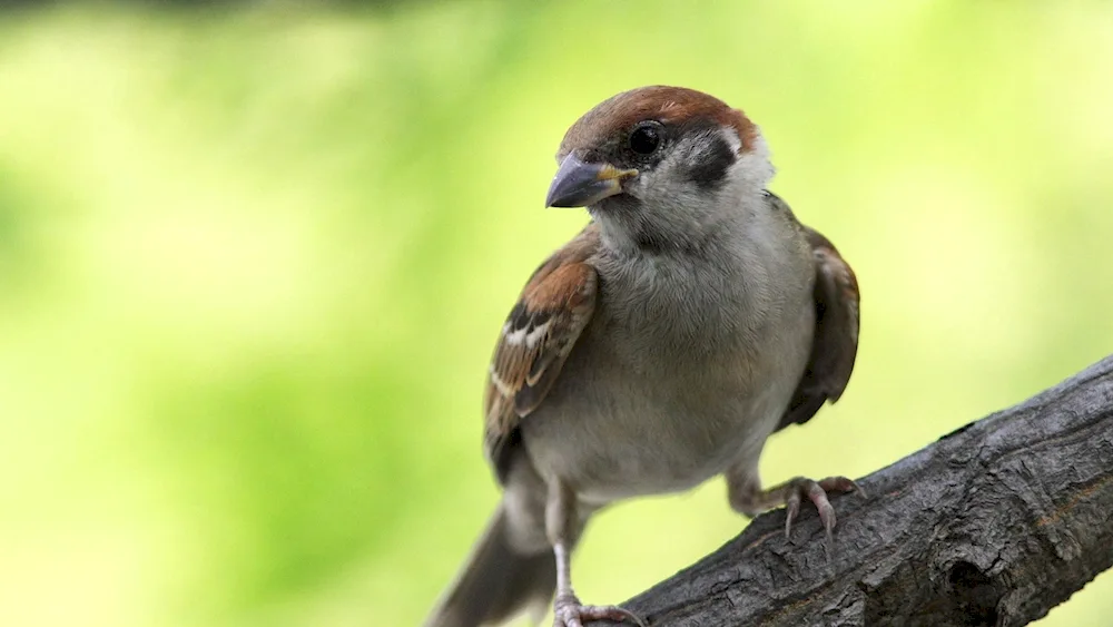 Birds on the branch