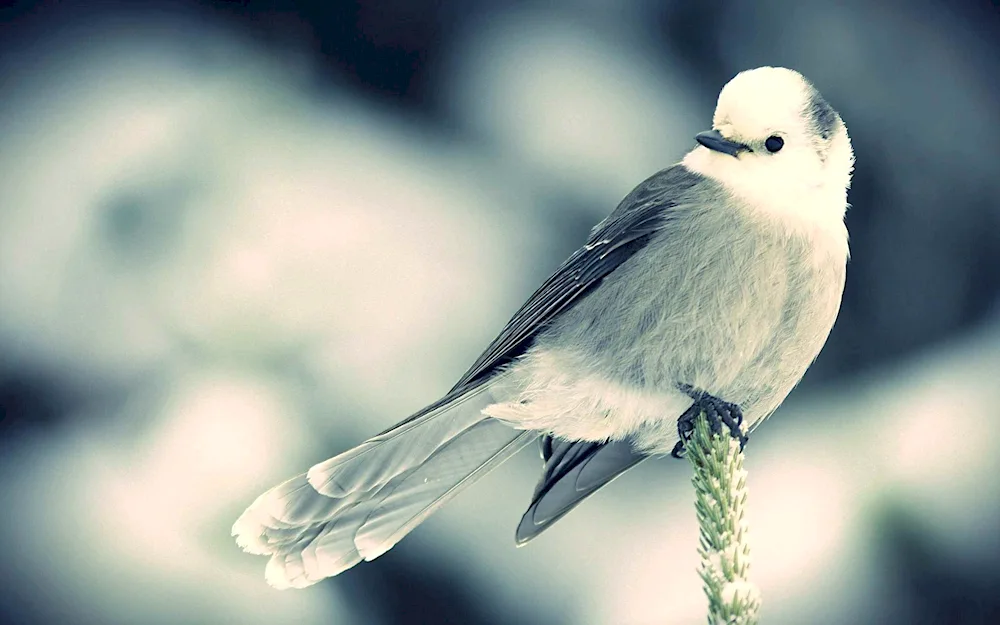 Green-backed Tit