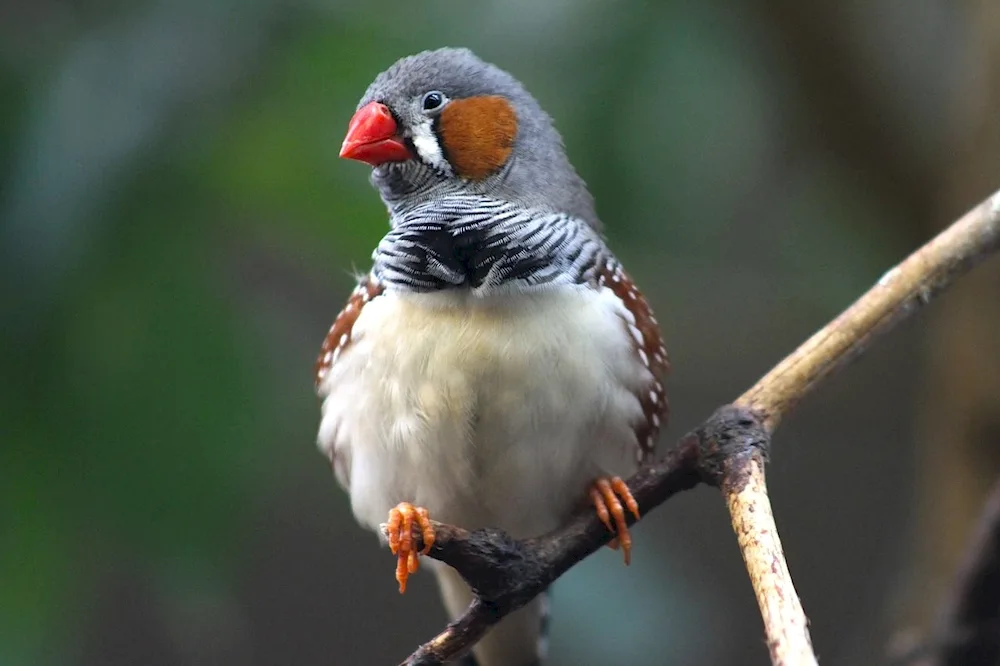 Snowfinch finch