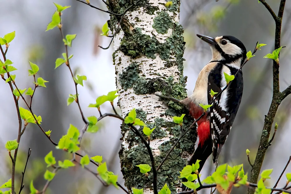 Red-bellied Woodpecker