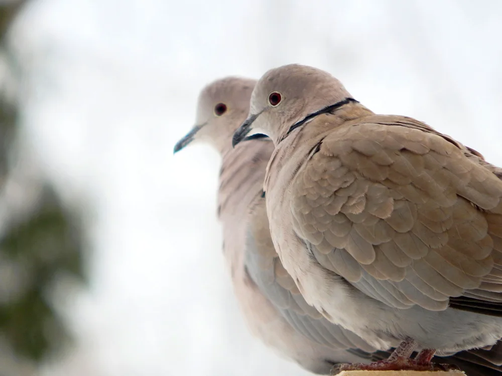 Pigeons in the sky