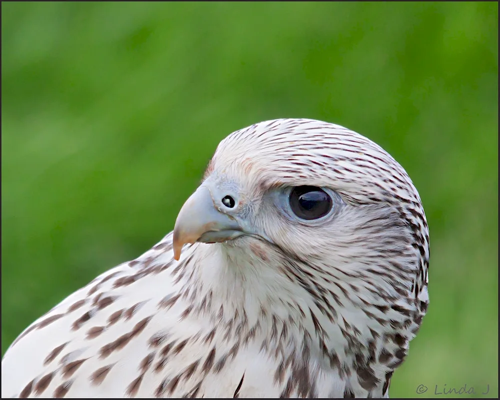 Peregrine Falcon bird