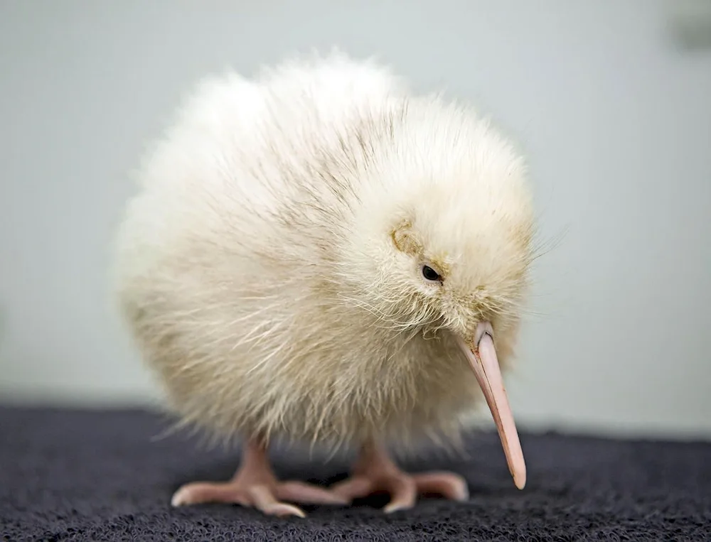 Albino kiwi bird