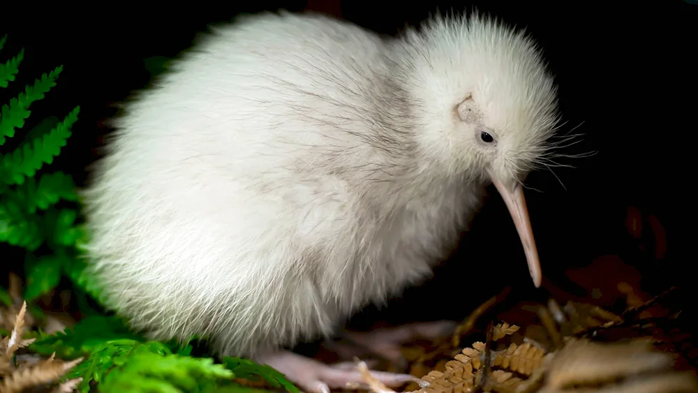 Kiwi bird chick