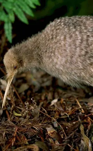 Kiwi bird in New Zealand