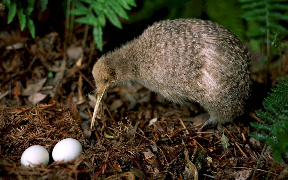 Kiwi bird in New Zealand