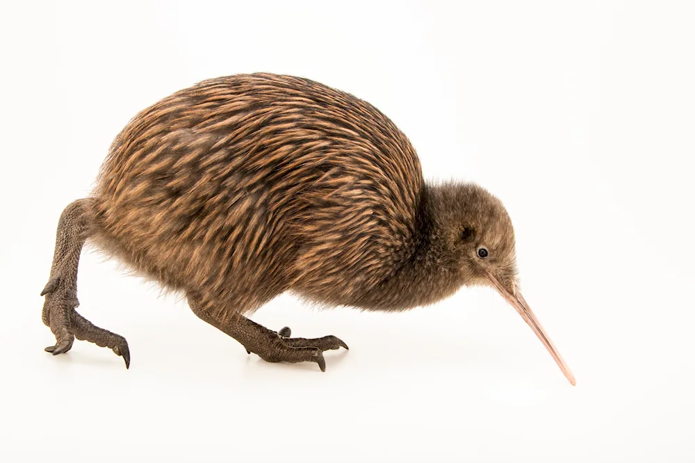 Kiwi bird in New Zealand