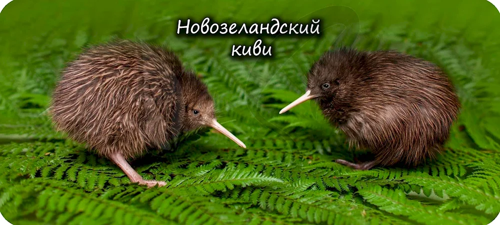 Kiwi bird in New Zealand