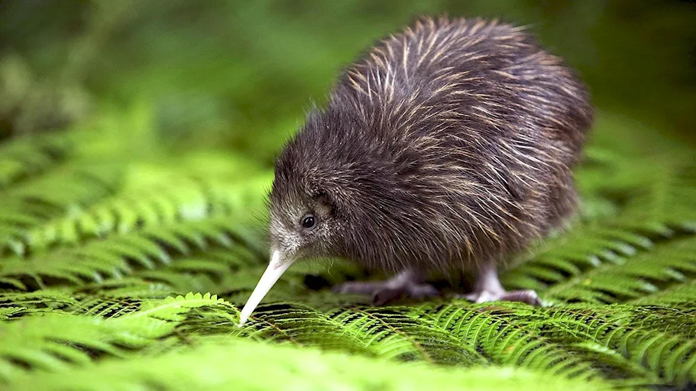 Kiwi bird in New Zealand