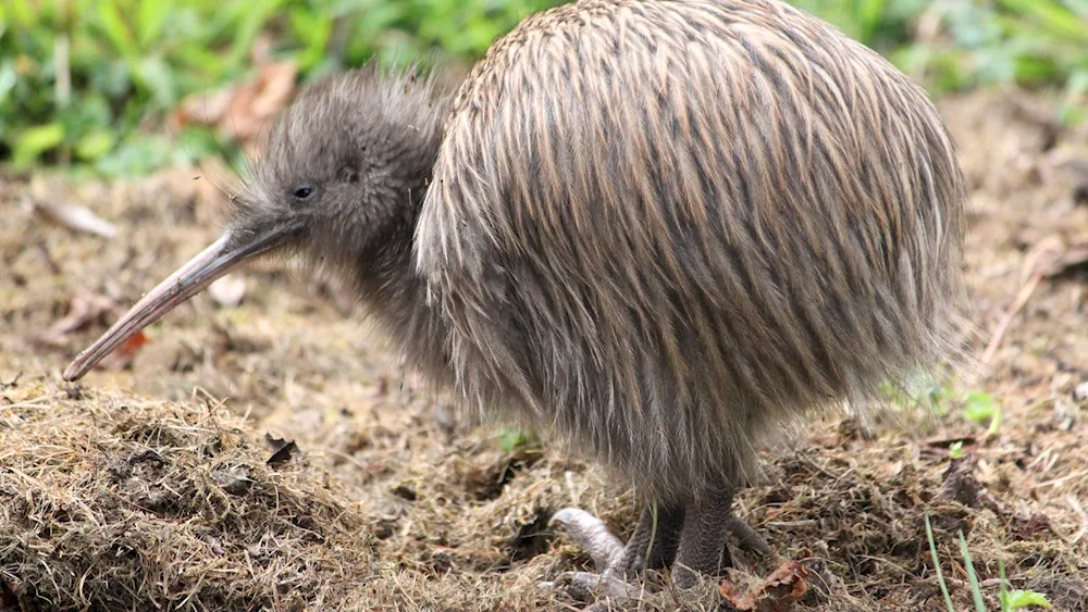 Kiwi bird in New Zealand