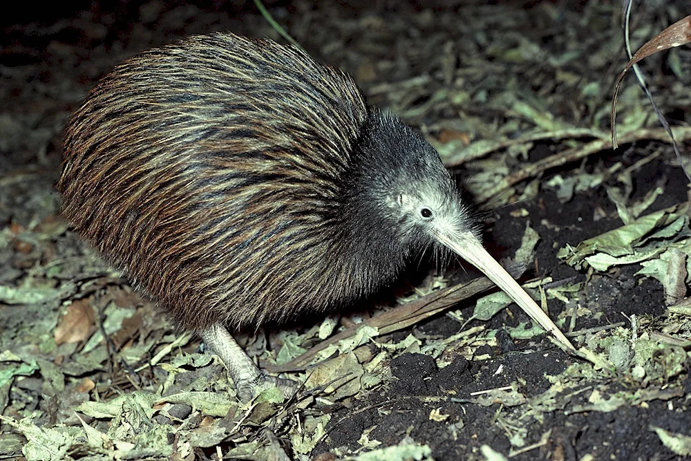 Bird kiwi in new zealand