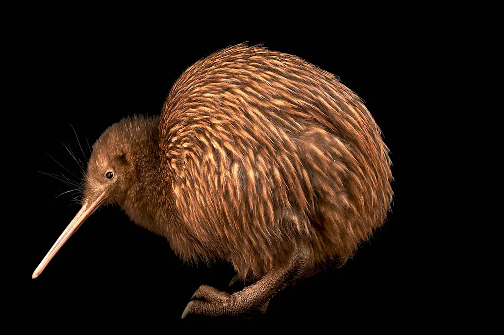 Kiwi bird in new zealand