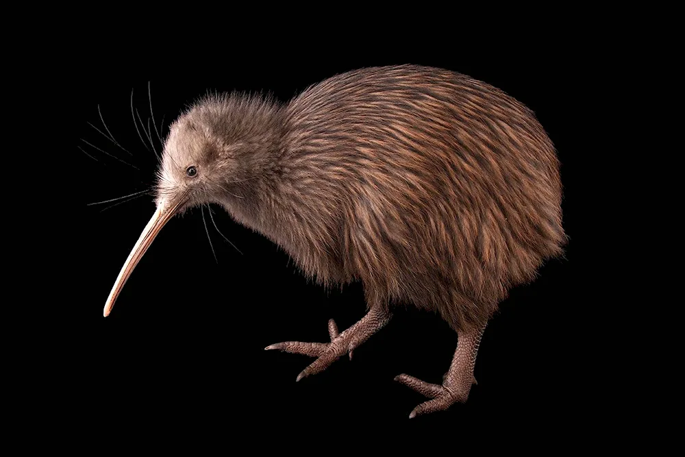 Kiwi bird in New Zealand