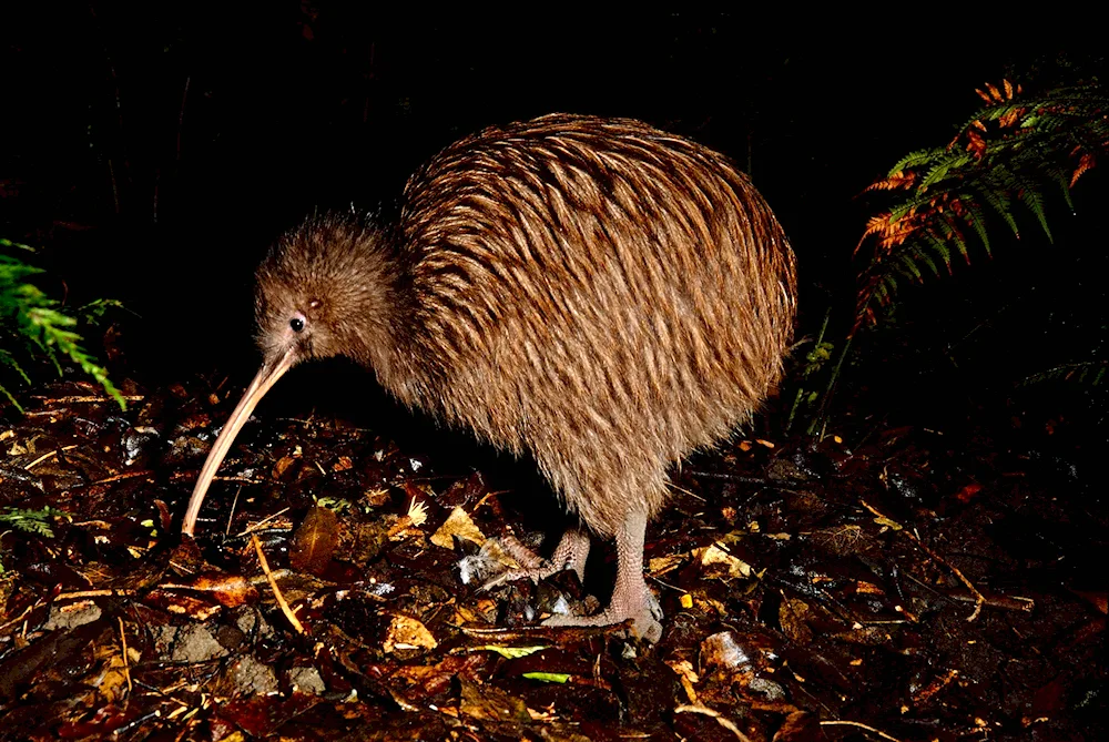 Kiwi bird in New Zealand